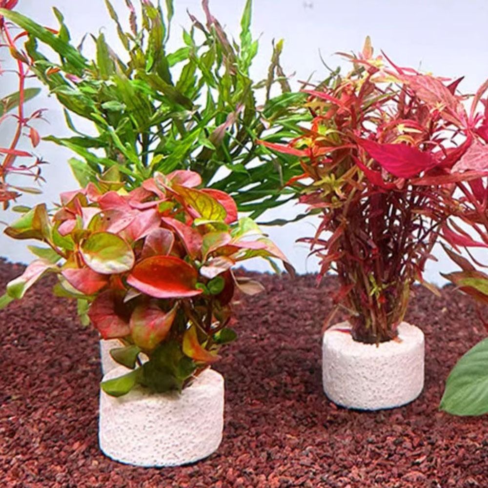 Planted Aquarium Pictures - 10 ชิ้น แหวนถ่วงน้ำหนักสำหรับยึดต้นไม้น้ำ แหวนยึดพื้นดิน ตามภาพที่แสดง ที่ยึดต้นไม้น้ำในตู้ปลา