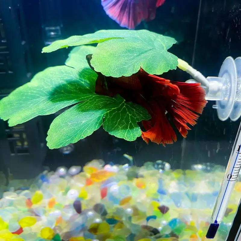 Planted Aquarium Betta - เปลใบไม้สำหรับปลากัด ตกแต่งตู้ปลา ใช้สำหรับพักผ่อนและวางไข่ พร้อมต้นไม้ตกแต่งตู้ปลา