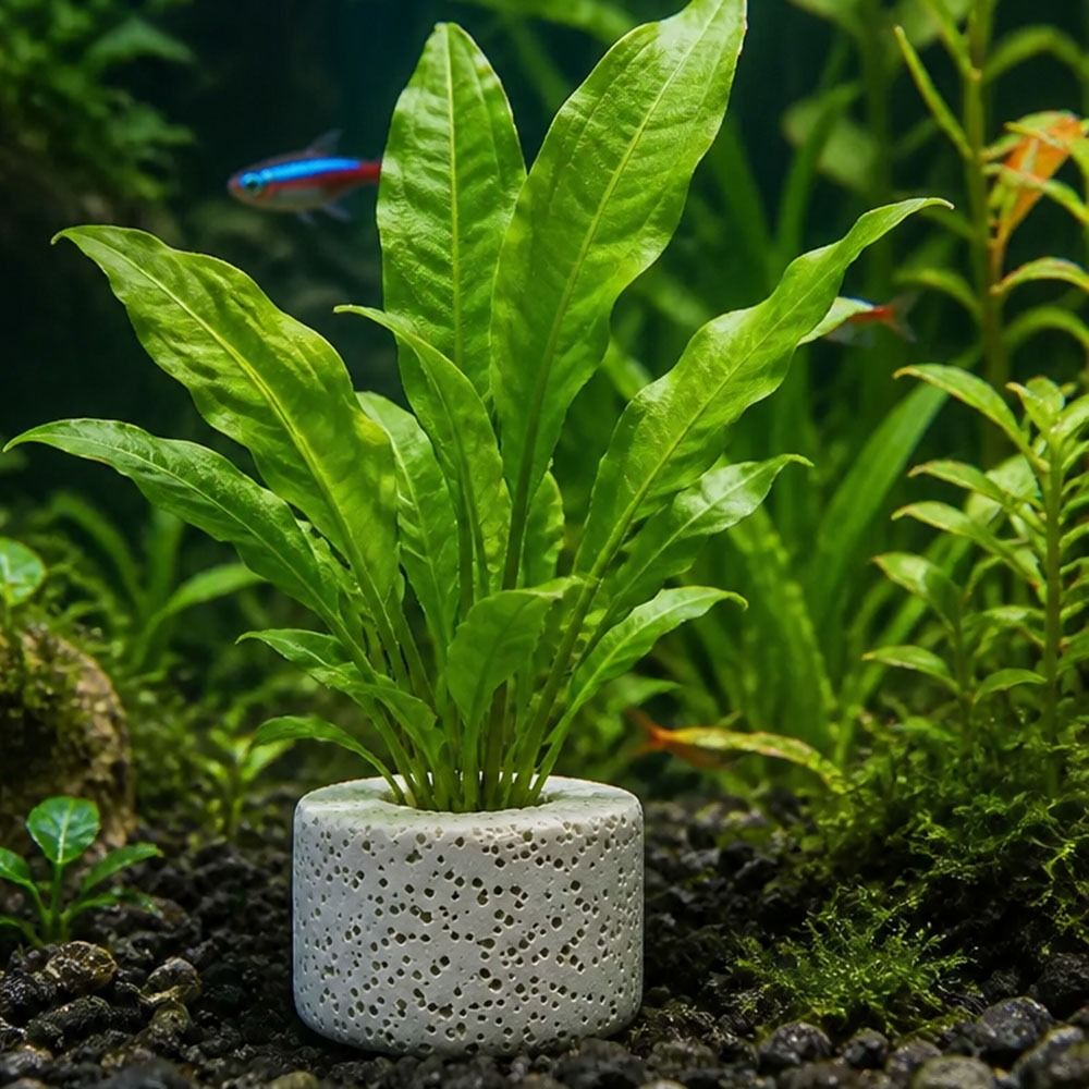Planted Aquarium Pictures - 10 ชิ้น แหวนถ่วงน้ำหนักสำหรับยึดพืชน้ำ แหวนยึดพืชน้ำตามภาพที่แสดง อุปกรณ์ยึดพืชน้ำในตู้ปลา ที่ยึดพืชน้ำในตู้ปลา
