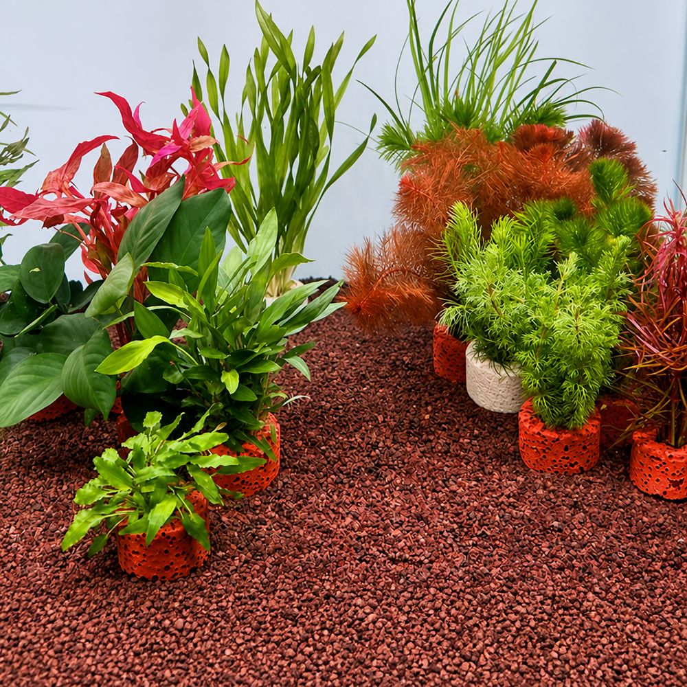 Planted Aquarium Pictures - 10 ชิ้น วงแหวนถ่วงน้ำหนักสำหรับยึดต้นไม้น้ำ วงแหวนยึดพื้นดิน ตามภาพที่แสดง ที่ยึดต้นไม้ในตู้ปลา
