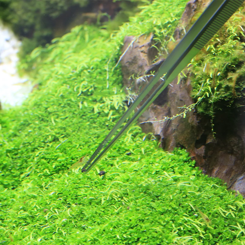 VIV ADA คุณภาพ Aquatic Pro แหน - Planted Aquarium Ada บทวิจารณ์และราคา
