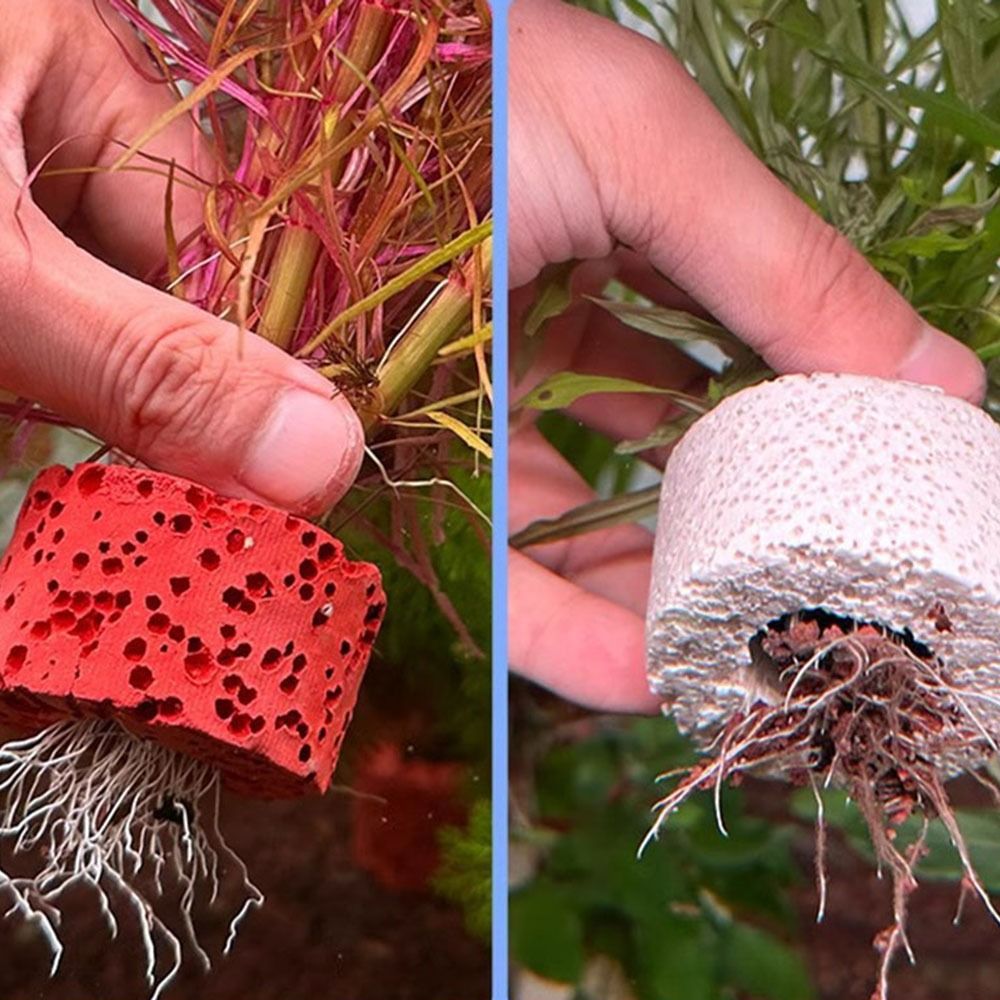 10 ชิ้น แหวนถ่วงน้ำหนักสำหรับย - Planted Aquarium Pictures บทวิจารณ์และราคา
