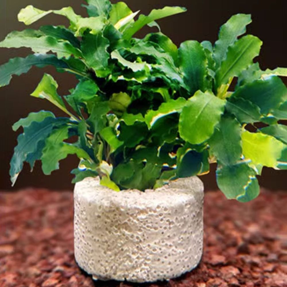 10 ชิ้น แหวนถ่วงน้ำหนักสำหรับย - Planted Aquarium Pictures บทวิจารณ์และราคา