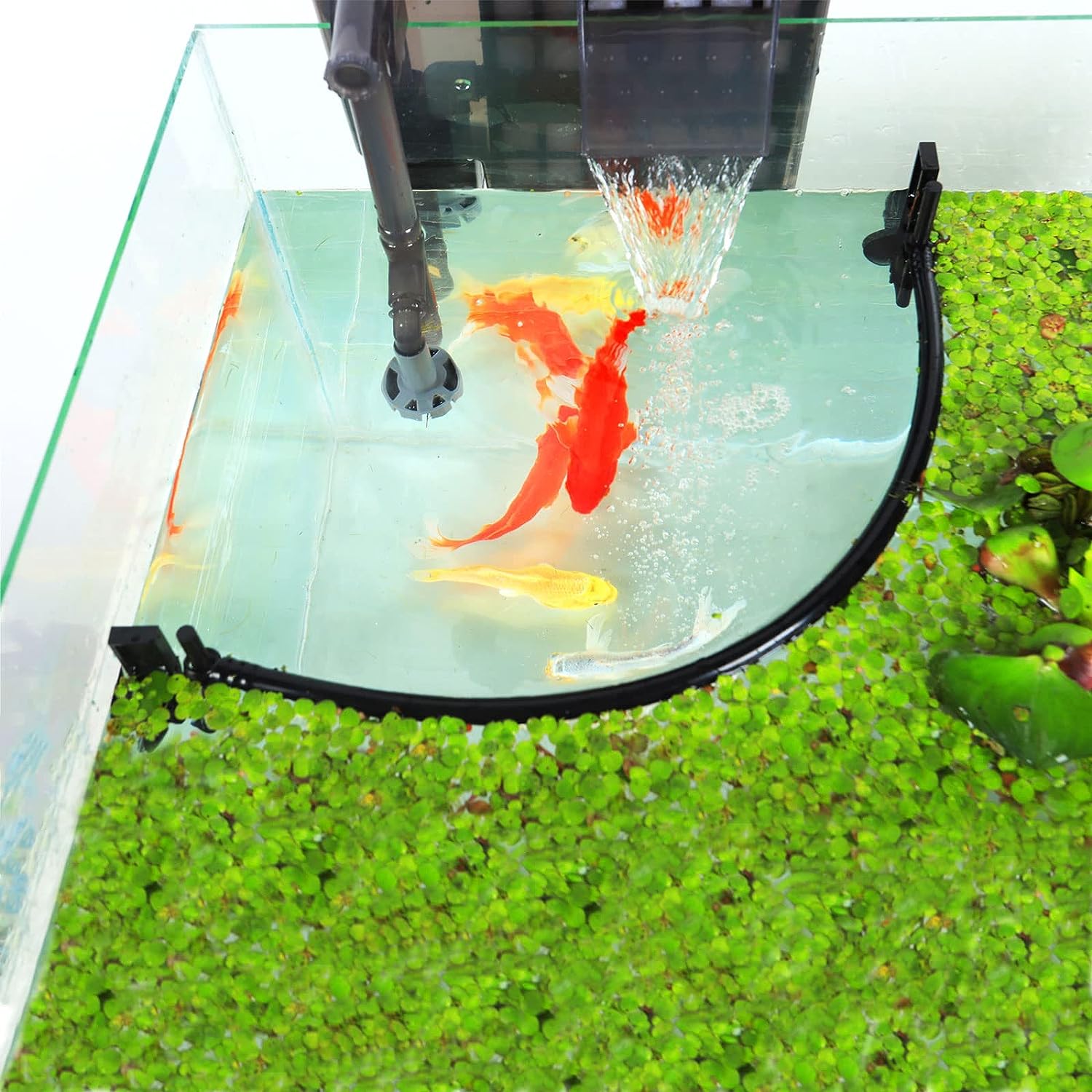 พืชลอยน้ำสำหรับตู้ปลาการสกัดพื - Planted Aquarium Heater บทวิจารณ์และราคา