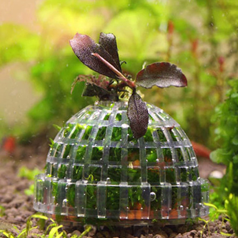 ของตกแต่งตู้ปลา ลดราคา ของใช้ส - Planted Aquarium For Sale บทวิจารณ์และราคา