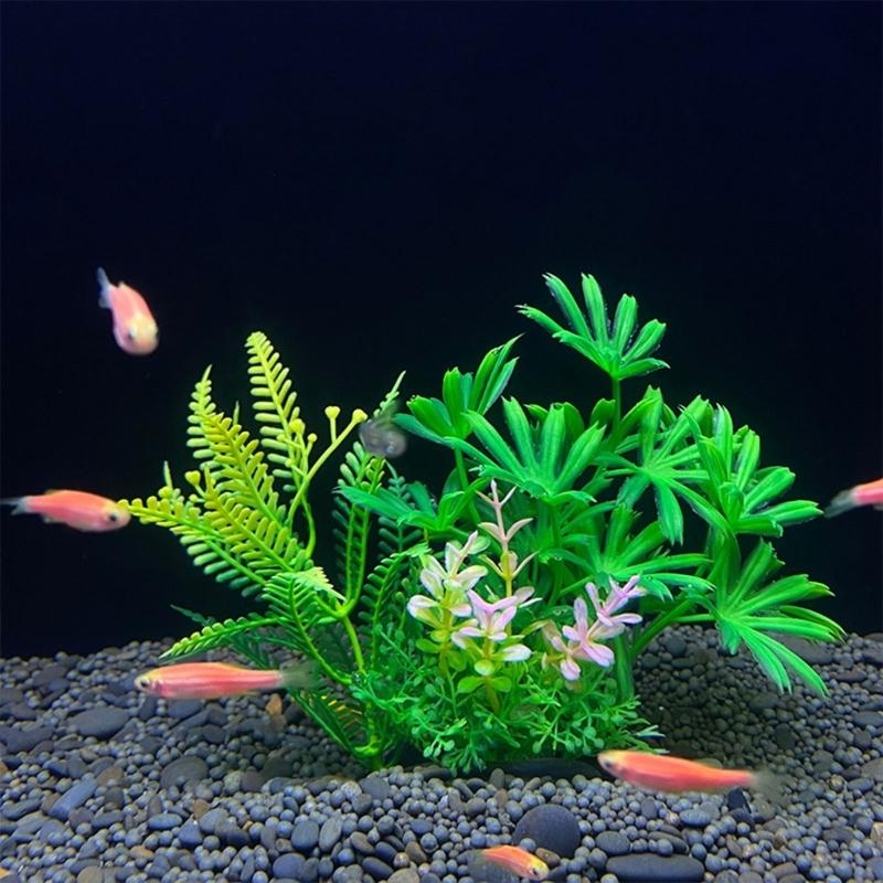 ต้นไม้ประดับตู้ปลา ของตกแต่งตู - Planted Aquarium For Sale บทวิจารณ์และราคา