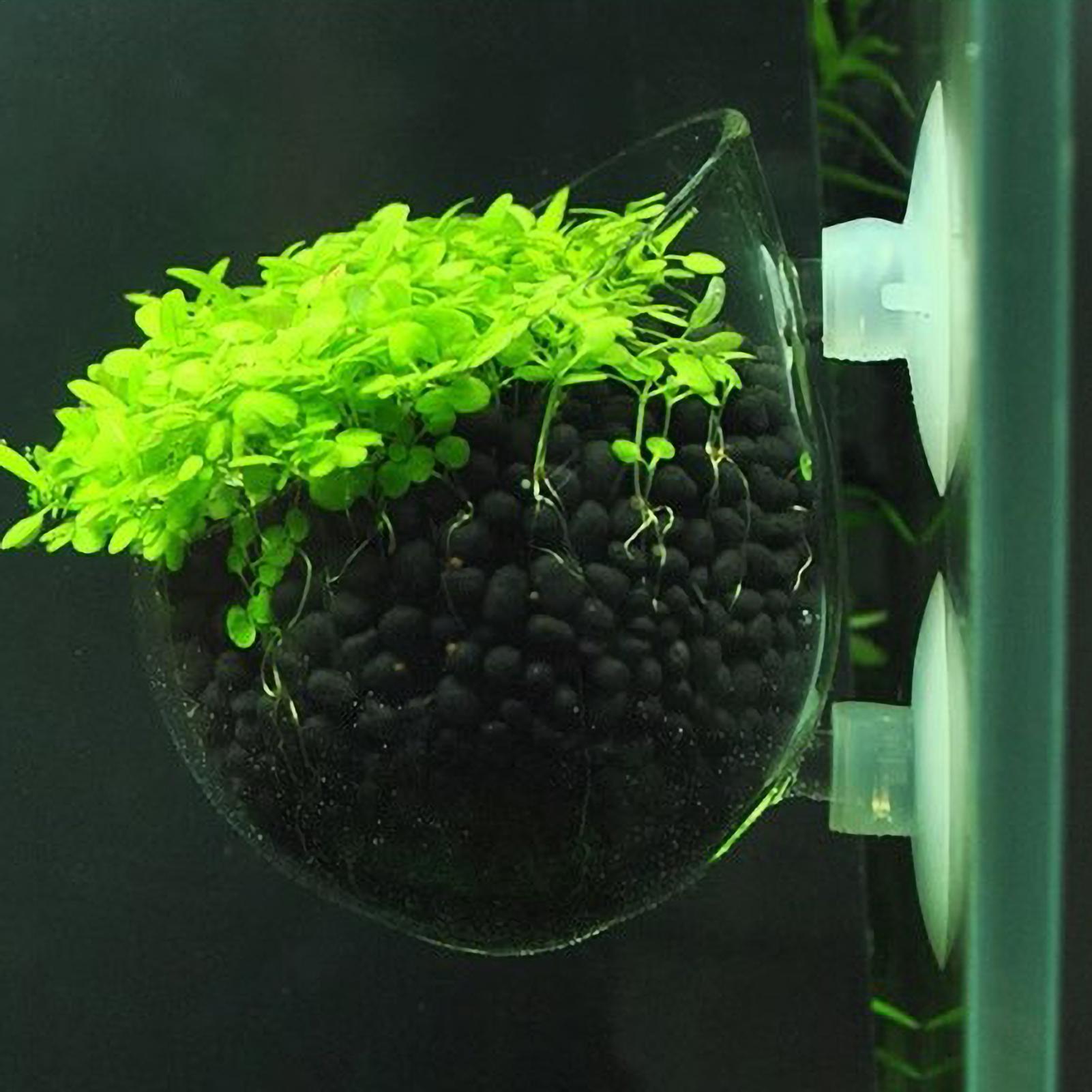 กระถางแก้วสำหรับปลูกต้นไม้ในตู - Aquarium Plant Gel บทวิจารณ์และราคา