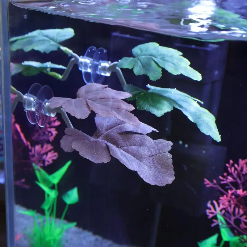 เปลใบไม้สำหรับปลากัด ตกแต่งตู้ - Planted Aquarium Betta บทวิจารณ์และราคา