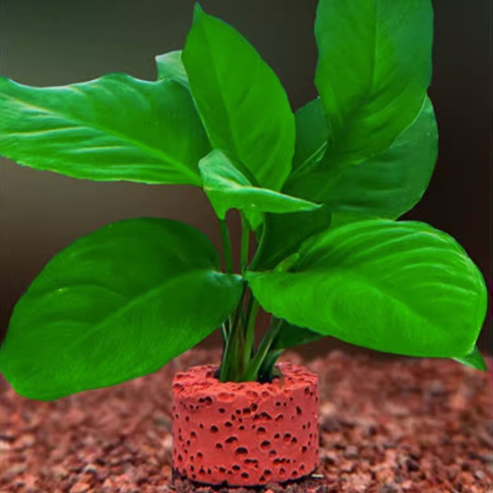 10 ชิ้น แหวนถ่วงน้ำหนักสำหรับย - Planted Aquarium Pictures บทวิจารณ์และราคา
