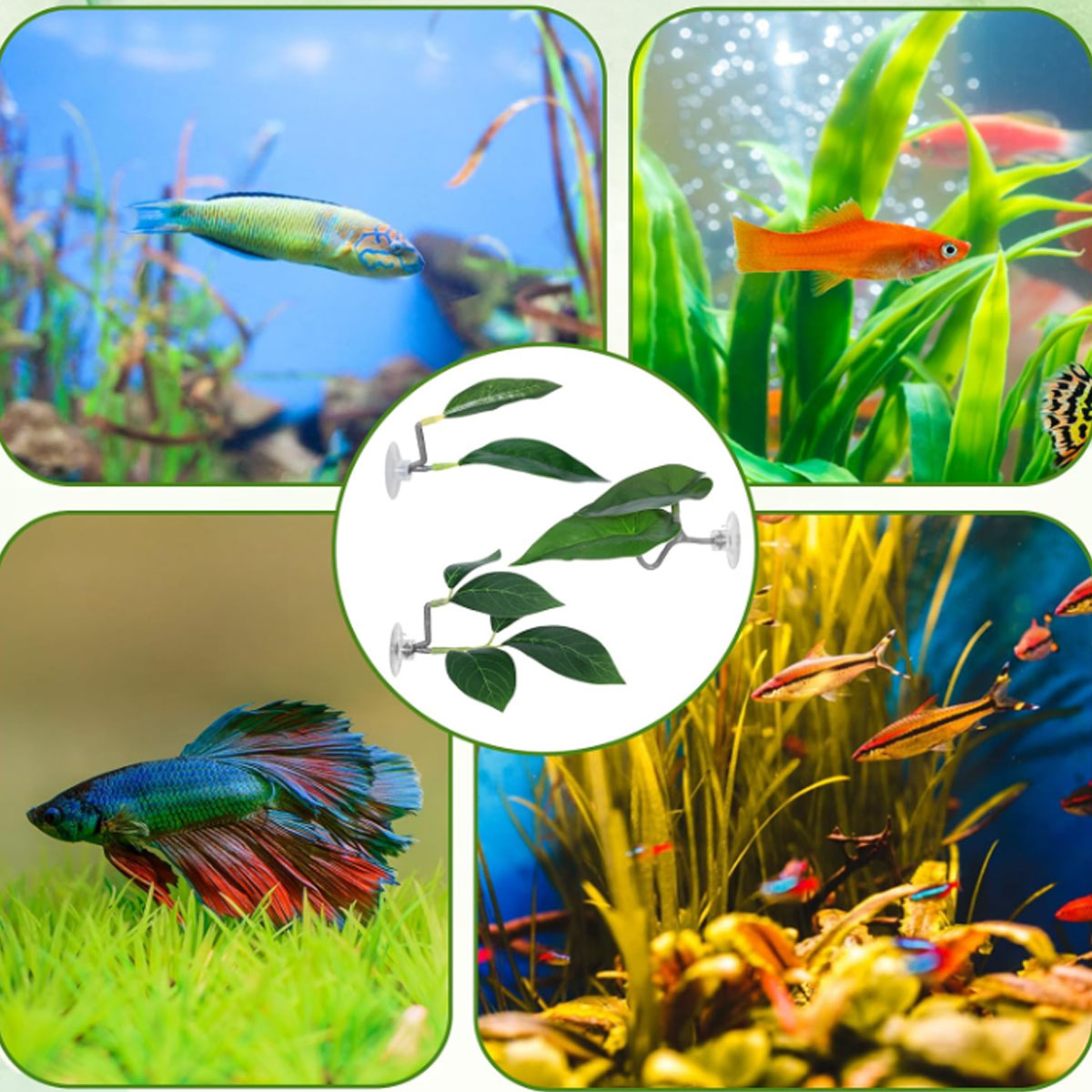 เปลปลาเบตต้า 1 ชิ้น ของตกแต่งต - Planted Aquarium Betta บทวิจารณ์และราคา
