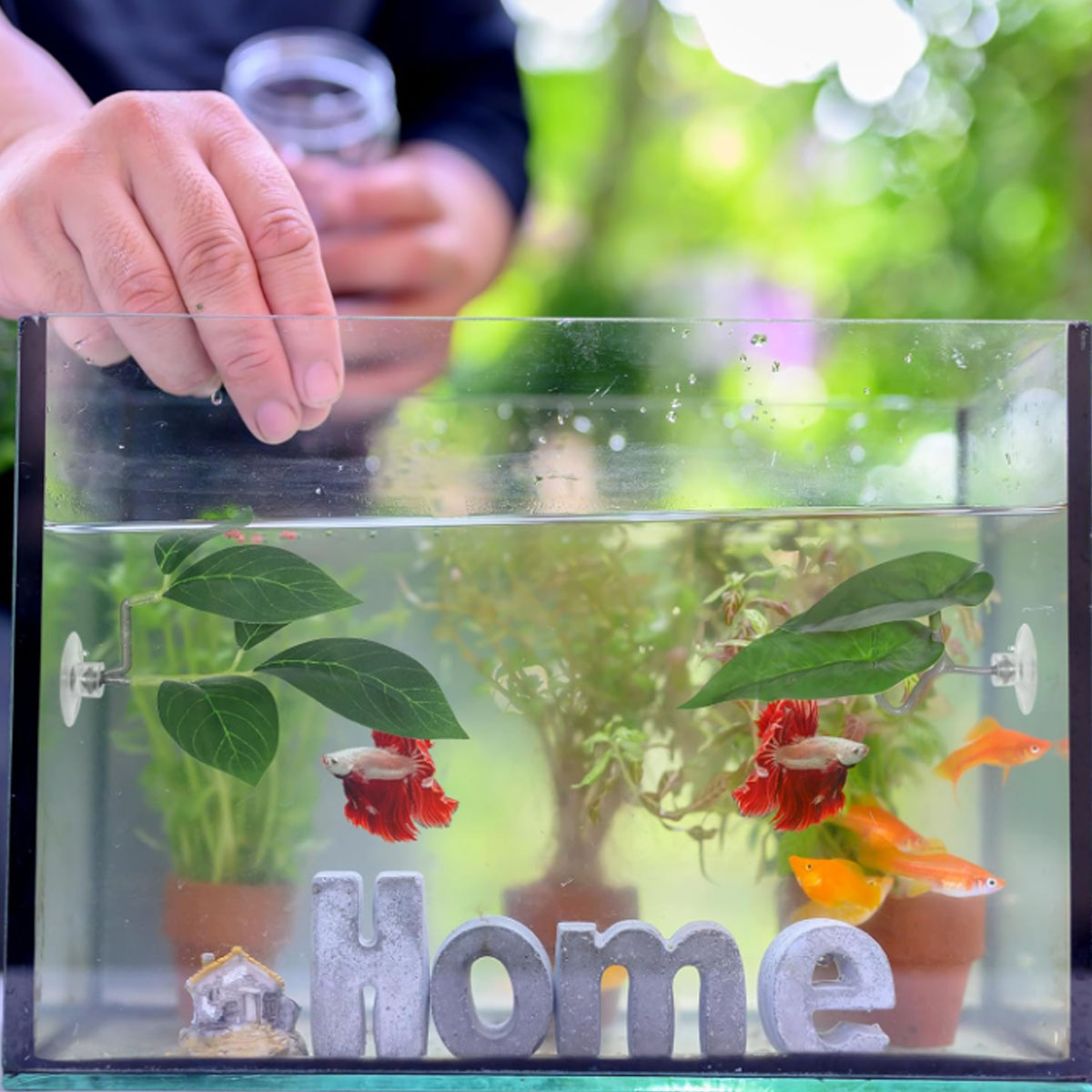 เปลปลาเบตต้า 1 ชิ้น ของตกแต่งต - Planted Aquarium Betta บทวิจารณ์และราคา
