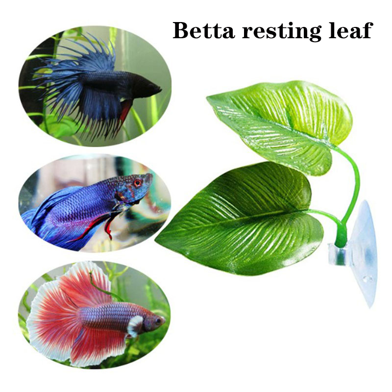 ใบไม้ประดับตู้ปลาสำหรับปลากัด  - Planted Aquarium Betta บทวิจารณ์และราคา