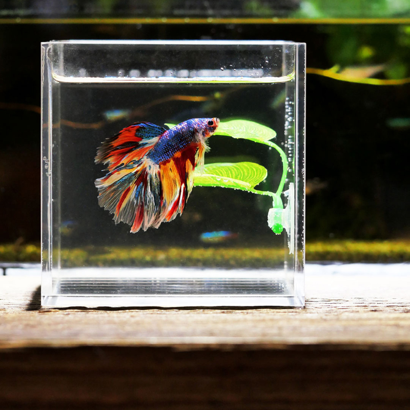 ใบไม้ประดับตู้ปลาสำหรับปลากัด  - Planted Aquarium Betta บทวิจารณ์และราคา