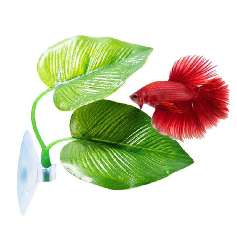 ใบไม้ประดับตู้ปลาสำหรับปลากัด  - Planted Aquarium Betta บทวิจารณ์และราคา