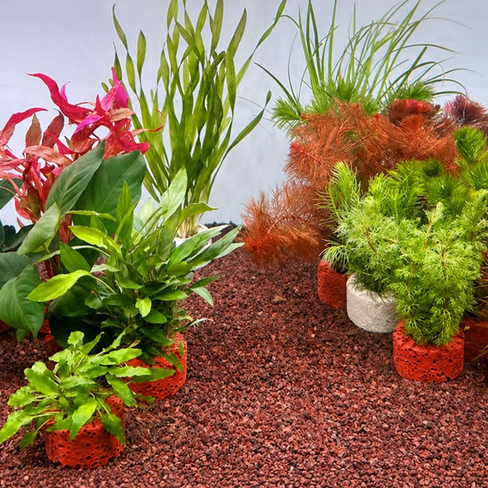 10 ชิ้น วงแหวนถ่วงน้ำหนักสำหรั - Planted Aquarium Pictures บทวิจารณ์และราคา