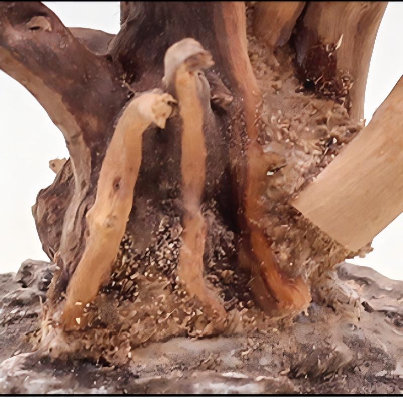 1PC Aquarium ภูมิทัศน์เครื่องป - Aquarium Planted Wood บทวิจารณ์และราคา