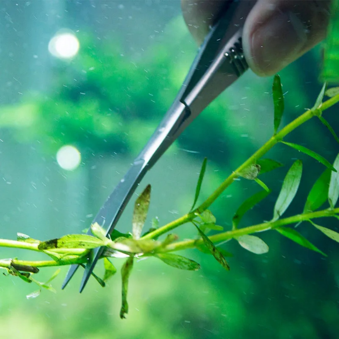 โค้งตรงฤดูใบไม้ผลิกรรไกร Aquar - Aquarium Plant Utensils บทวิจารณ์และราคา