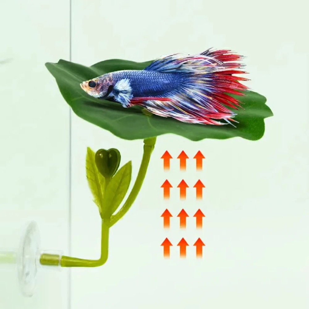 เปลนอนปลาเบตต้าใบไม้สีเขียว 1  - Planted Aquarium Betta บทวิจารณ์และราคา