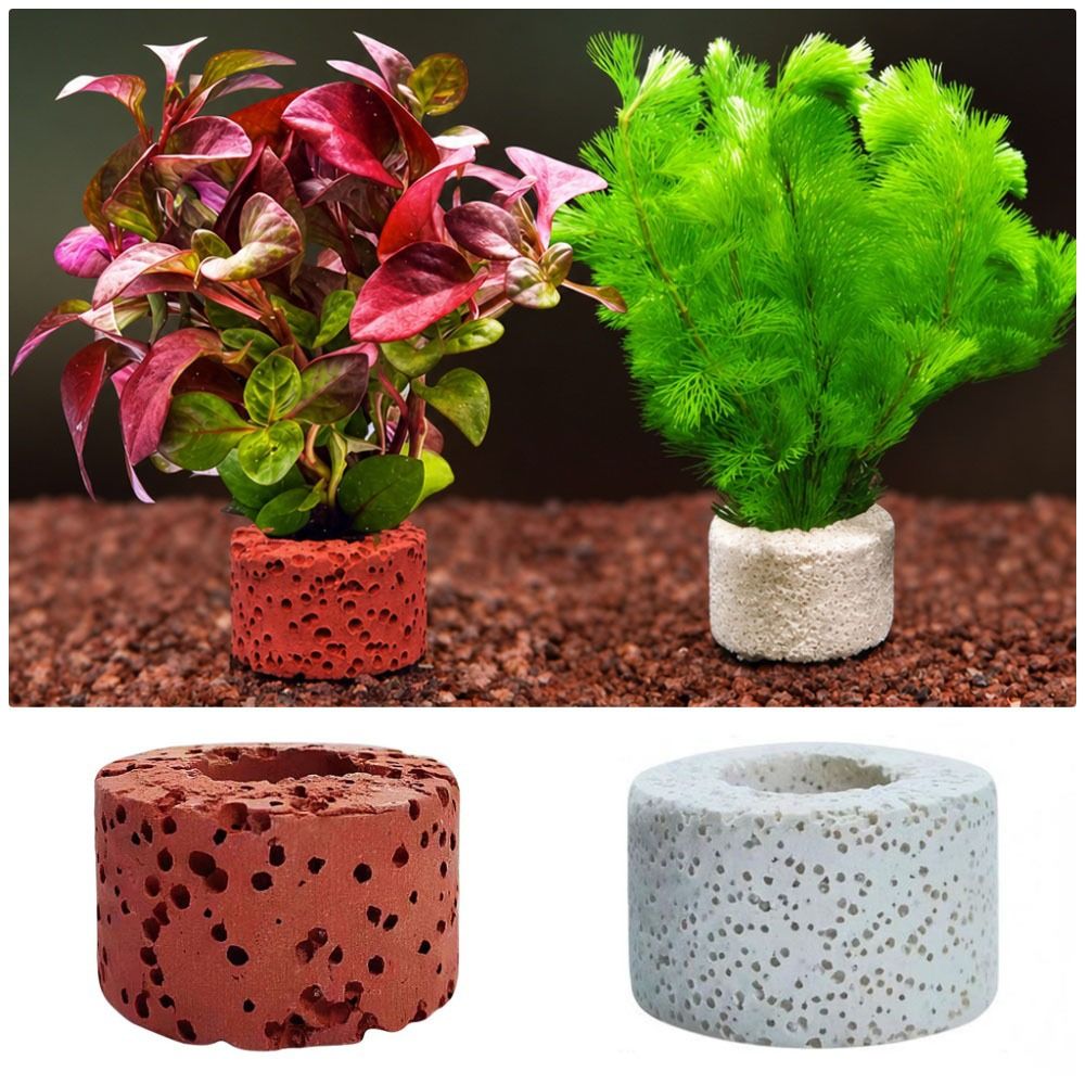 วงแหวนยึดต้นไม้น้ำแบบถ่วงน้ำหน - Planted Aquarium Pictures บทวิจารณ์และราคา